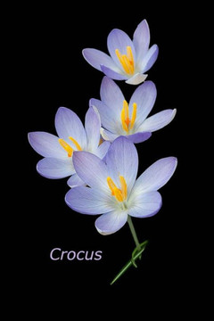 Crocus
