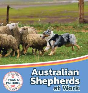 Australian Shepherds at Work