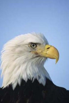 On Wings Like Eagles: Rising Above The Rough Times