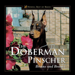 The Doberman Pinscher: Brains and Beauty