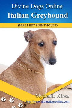 Italian Greyhound (Divine Dogs Online) Italian Greyhound (Divine Dogs Online)