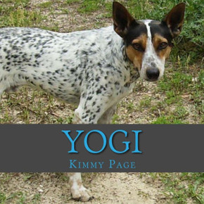 Yogi