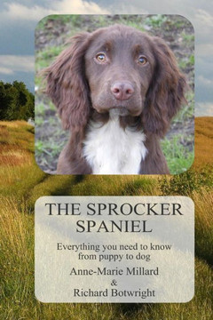 The Sprocker Spaniel: Everything you need to know from puppy to dog