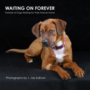 Waiting On Forever: Portraits of Dogs Waiting For Their Forever Home