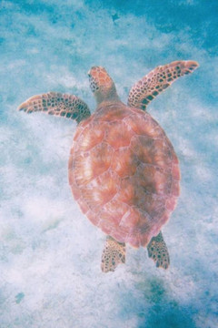 Peace: Discovering Life's Harmony Through Relationships - 9781477212622