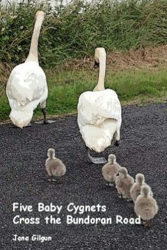 Five Baby Cygnets Cross the Bundoran Road