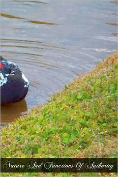 Nature And Functions Of Authority: Under The Auspices Of The Aristotelian Society Of Marquette University