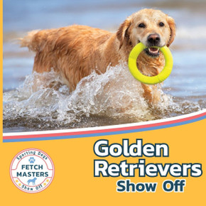 Golden Retrievers Show Off