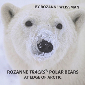 Rozanne Tracks Polar Bears at Edge of Arctic