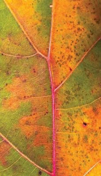 A Turning of Seasons A Turning of Seasons