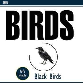 Black Birds Black Birds