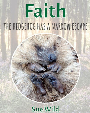 Faith: The Hedgehog Has A Narrow Escape (U.K. Mammals)