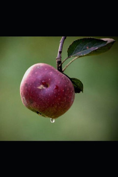 Adelgazar sin riesgos (Spanish Edition)