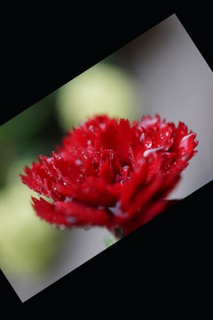January 2020 Birthday...: Garnets, Carnations & lots of New Year celebrations!