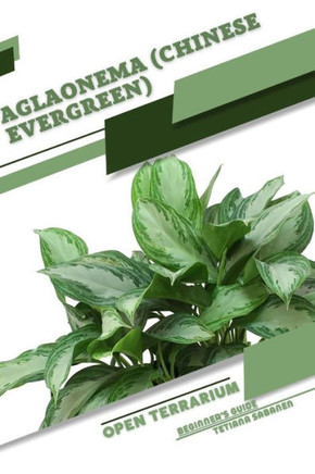 Aglaonema (Chinese Evergreen): Open terrarium, Beginner's Guide