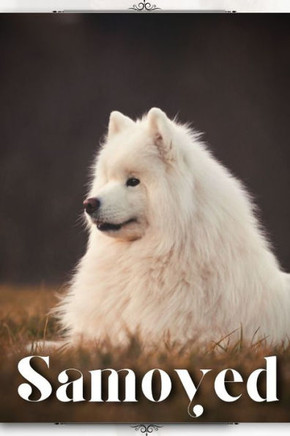 Samoyed: Dog breed overview and guide