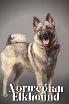 Norwegian Elkhound: Dog breed overview and guide