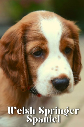 Welsh Springer Spaniel: Dog breed overview and guide