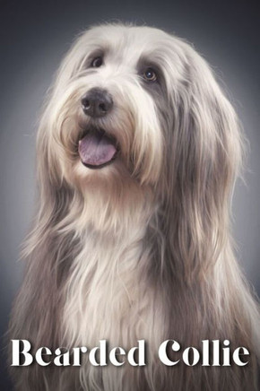 Bearded Collie: Dog breed overview and guide