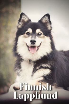 Finnish Lapphund: Dog breed overview and guide