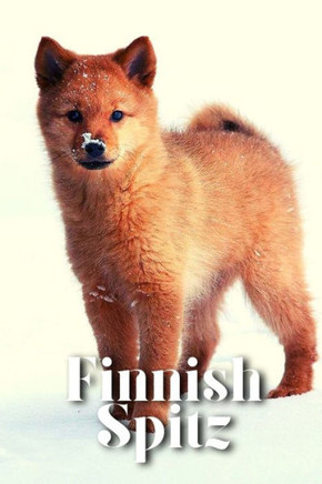 Finnish Spitz: Dog breed overview and guide