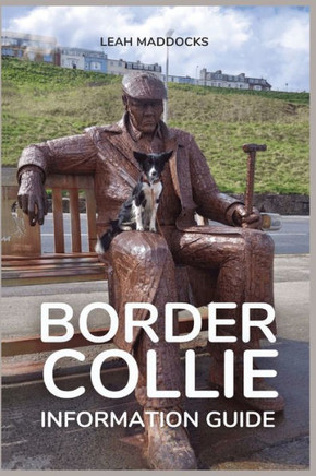 Border Collie Information Guide