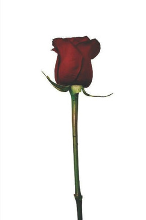 Lillian: Rose
