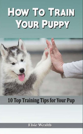How To Train Your Puppy: 10 Top Training Tips for Your Pup