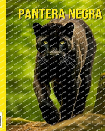 Pantera Negra: Diversão e Imagens Surpreendentes Sobre a Pantera Negra