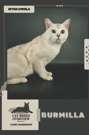 Burmilla: Cat breed overview, care handbook