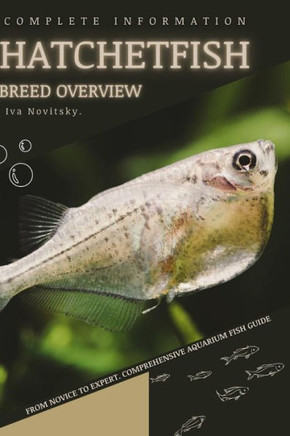 Hatchetfish: From Novice to Expert. Comprehensive Aquarium Fish Guide