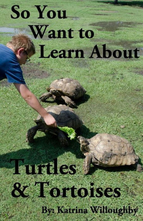 So You Want To Learn About Turtles & Tortoises