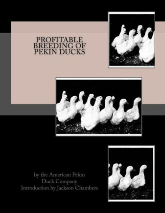 Profitable Breeding Of Pekin Ducks