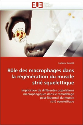 R?e Des Macrophages Dans La R???ation Du Muscle Stri?Squelettique