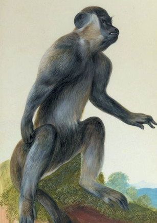 Carnet Lign?? Macaque