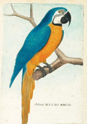 Carnet Lign??Ara Bleu, Dessin 18e Si??le