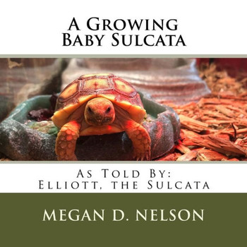 A Growing Baby Sulcata
