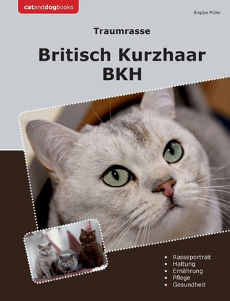 Traumrasse Britisch Kurzhaar : BKH