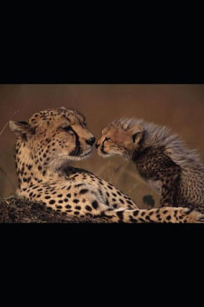 La Separazione E La Famiglia Che Cambia