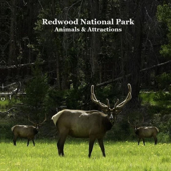 Redwood National Park Animals and Attractions Kids Book : Great Way for Children to See Redwood National and State Parks