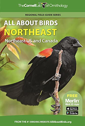 All About Birds Northeast : Northeast Us And Canada
