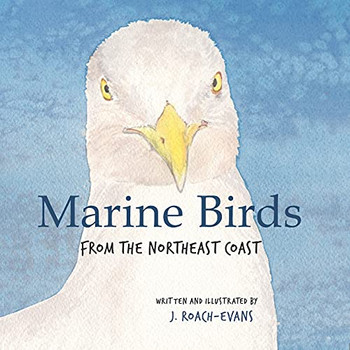 Marine Birds: From The Northeast Coast