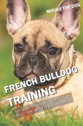 FRENCH BULLDOG TRAINING: All the tips you need for a well-trained French Bulldog