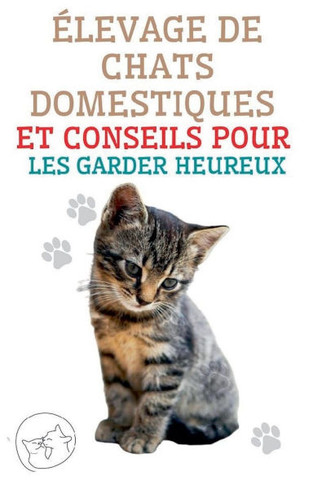 ?levage de Chats Domestiques et Conseils Pour les Garder Heureux
