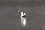 Cryovac Replacement Part - Screw, M5 x 12 - OEM Number Packers Supply