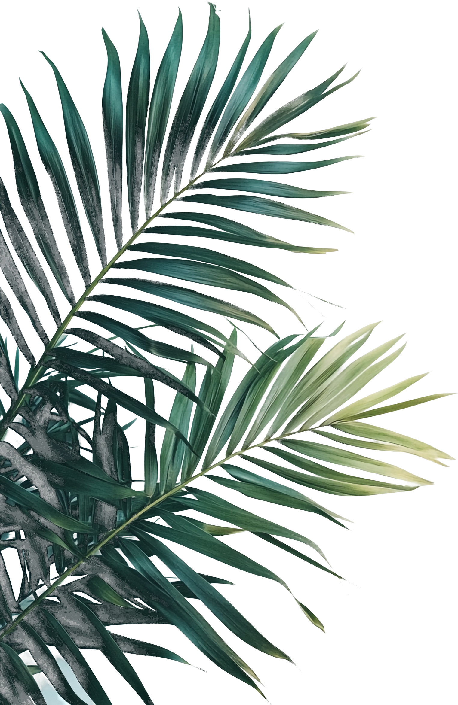 every-space-leaf-bottom-right