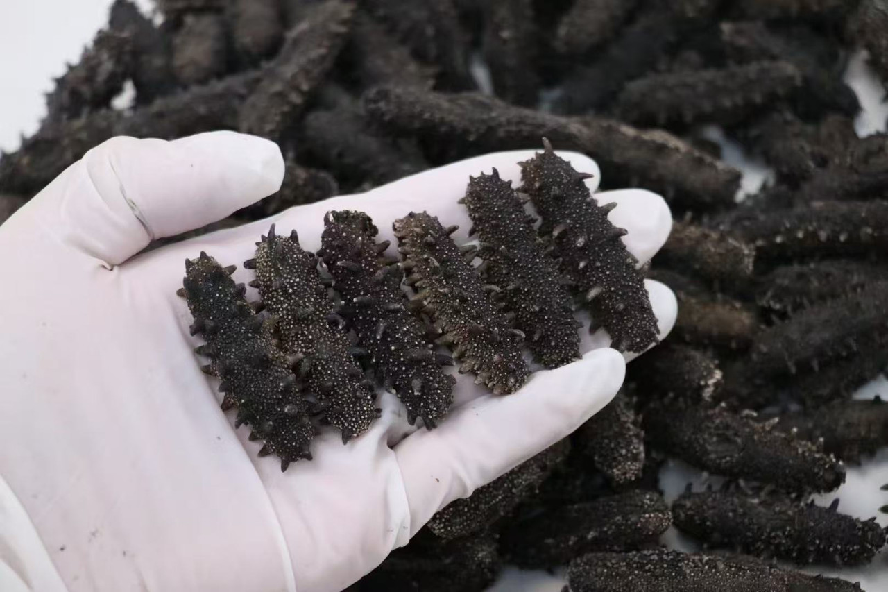 Dalian Liao Sea Cucumbers, 60 pieces, Premium Quality