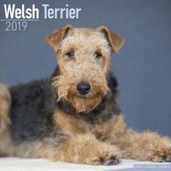 Welsh Terrier Calendar 2019 by Avonside Publishing Ltd - Paperback
