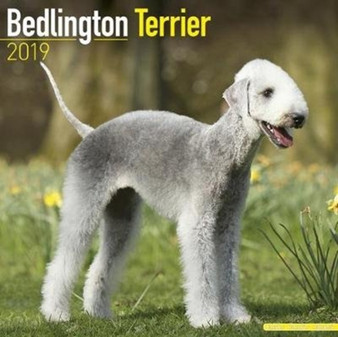 Bedlington Terrier Calendar 2019 by Avonside Publishing Ltd - Paperback