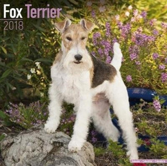 Fox Terrier Calendar 2018 by Avonside Publishing Ltd - Paperback